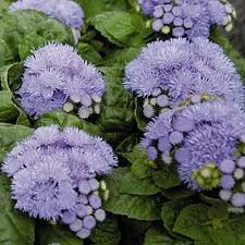Ageratum Blue Danube F1 Flower Seeds Packets Porch Flowers Flower Seeds