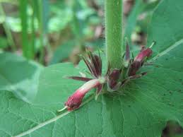 Image result for Caprifoliaceae