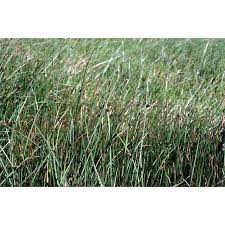 Image result for Schoenoplectus muricinux