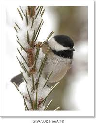 Chickadee Artwork Art Print From Freeart Com Art Prints Free Art Prints Small Art Prints