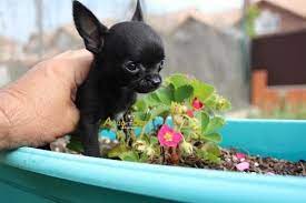 Pin On Cachorros Chihuahua