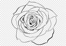 Today i complied easy flower drawings step by step for you. Line Art Garden Roses Drawing Realistic Sketch White Leaf Symmetry Png Pngwing