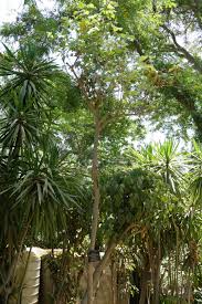 Image result for Terminalia boivinii