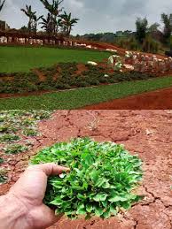 Dari beberapa jenis rumput, rumput gajah mini masih salah satu yang terbaik untuk jangka panjang. Jual Rumput Gajah Mini Murah Jasa Pasang Rumput Tukang Rumput Berpengalaman Tukang Taman