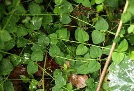 Image result for Drymaria