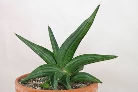 Image result for Sansevieria dooneri
