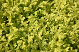 Image result for Selaginella kivuensis