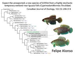 Image result for Austrosynotis