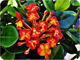 Image result for Ixora coccinea