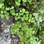 Image result for Adiantum poiretii