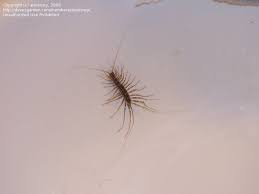 house centipede (scutigera coleoptrata