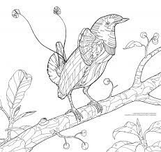Take a step into paradise with this beach coloring page! Coloring Pages For Birding Enthusiasts Princeton University Press