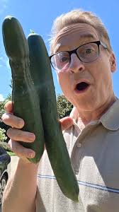 Harvest day in the driveway garden. Plants are showing some late season  stress. Buy still producing. How is your harvest?