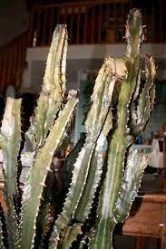 Les cactus, en règle générale, sont des plantes robustes qui une fois établis se plaisent dans les conditions les plus difficiles, mais ils se vous pouvez aussi retirer le papier et légèrement brumiser le dessus. Mon Cactus A Pourri