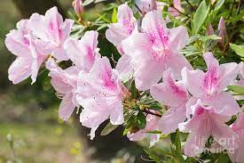 Pink white azalea flowers in full bloom with green leaves on the bush. Close Up Of Beautiful Pink And White Azalea Bush Photograph By D Tao