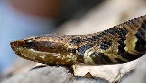 Its fangs are short, small and do not move. Snake Bites Types Symptoms And Treatments