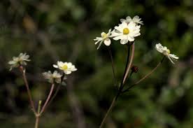 Image result for Anemone transvaalensis