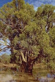 Image result for Eucalyptus camaldulensis