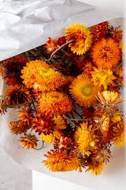 Image result for Helichrysum decorum