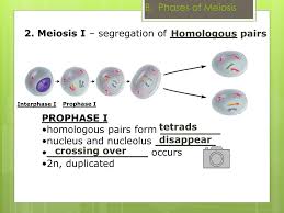 The most comprehensive library of free printable worksheets & digital games for kids. Ppt Chapter 11 4 Meiosis Powerpoint Presentation Free Download Id 6783376