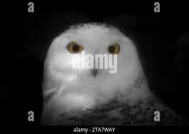 A portrait of a cute snowy owl (Bubo scandiacus Stock Photo