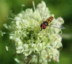 Schwebewespe Fliege Insekten Garten Wespe Insekten Wespe Schweben
