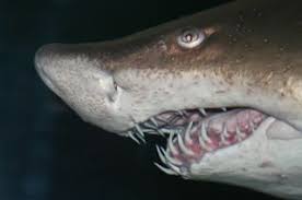 The teeth are in rows that act like conveyor belts. Why Shark Embryos Gobble Each Other Up In Utero Live Science