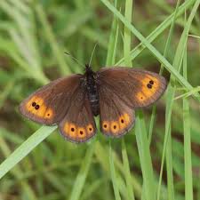 Image result for Smithia erubescens