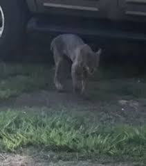Road dogg hospitalized after heart attack. Woman Strangles Bobcat To Death In Front Yard Of Home News Eagletribune Com