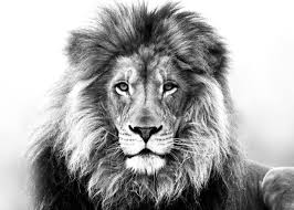Black And White Lion Tattoo Realistic Pin On My Style8