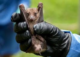 A milder strain of ebola has been discovered in monkeys and pigs in the philippines. Benkctifgtb3 M