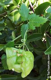 Image result for Cardiospermum