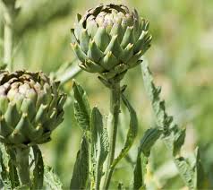 Tagliamo i carciofi a fette sottili, quando l'acqua bolle aggiungiamo il sale e il succo di mezzo impaniamo i carciofi passandoli sull'uovo e poi sul pan grattato, e poggiamoli su una teglia con carta. Malattie Della Pianta Di Carciofo Difesa Orto Biologico