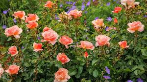 Image result for Ficalhoa laurifolia