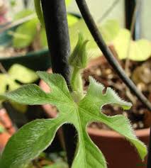 Image result for Ipomoea pes-tigridis