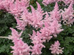 Hardy flowers that grow every year. Guide To Picking And Planting Perennials In New York Villegas Landscaping