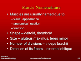 Chapter 2 Neuromuscular Fundamentals Ppt Download
