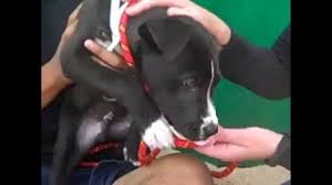 Check spelling or type a new query. Border Collie Pitbull Mix Shop For Your Cause