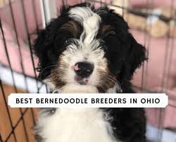 Maybe you would like to learn more about one of these? Best Bernedoodle Breeders In Ohio Top 6 Picks 2021 We Love Doodles