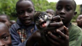 Augenblick: Affentheater