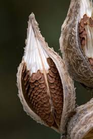 Milkweed Pods And Seeds With Images Milkweed Seeds Seed Pods