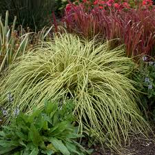 Image result for Carex