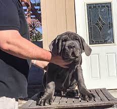 Litter Of 4 Neapolitan Mastiff Puppies For Sale In Los Angeles Ca Adn 18502 On Puppyfinder Com Gender Male Ag Mastiff Puppies Giant Dog Breeds Mastiff Dogs