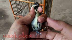 Ciri Ciri Burung Gelatik Batu Wingko Jantan Betina Youtube