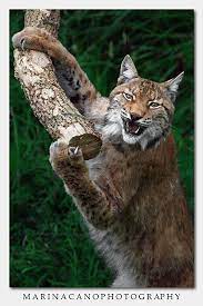 Pin On Big Cats Big Teeth