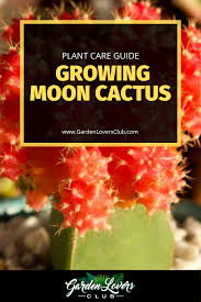 But cactuses are ubiquitous in some parts of the desert, not to mention their popularity as houseplants. 120 Houseplants Ideas In 2021 Houseplants Plants House Plants