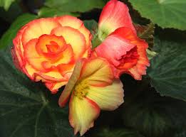 Image result for Begoniaceae