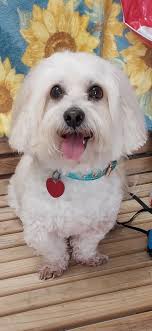 Pensacola Hotel for Dogs and Cats- Adoption and Rescue Shelter Service...