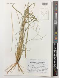 Image result for Enteropogon