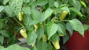 Did you know that you can grow tabasco peppers? 5 Easy Ideas For Preserving Peppers Finegardening